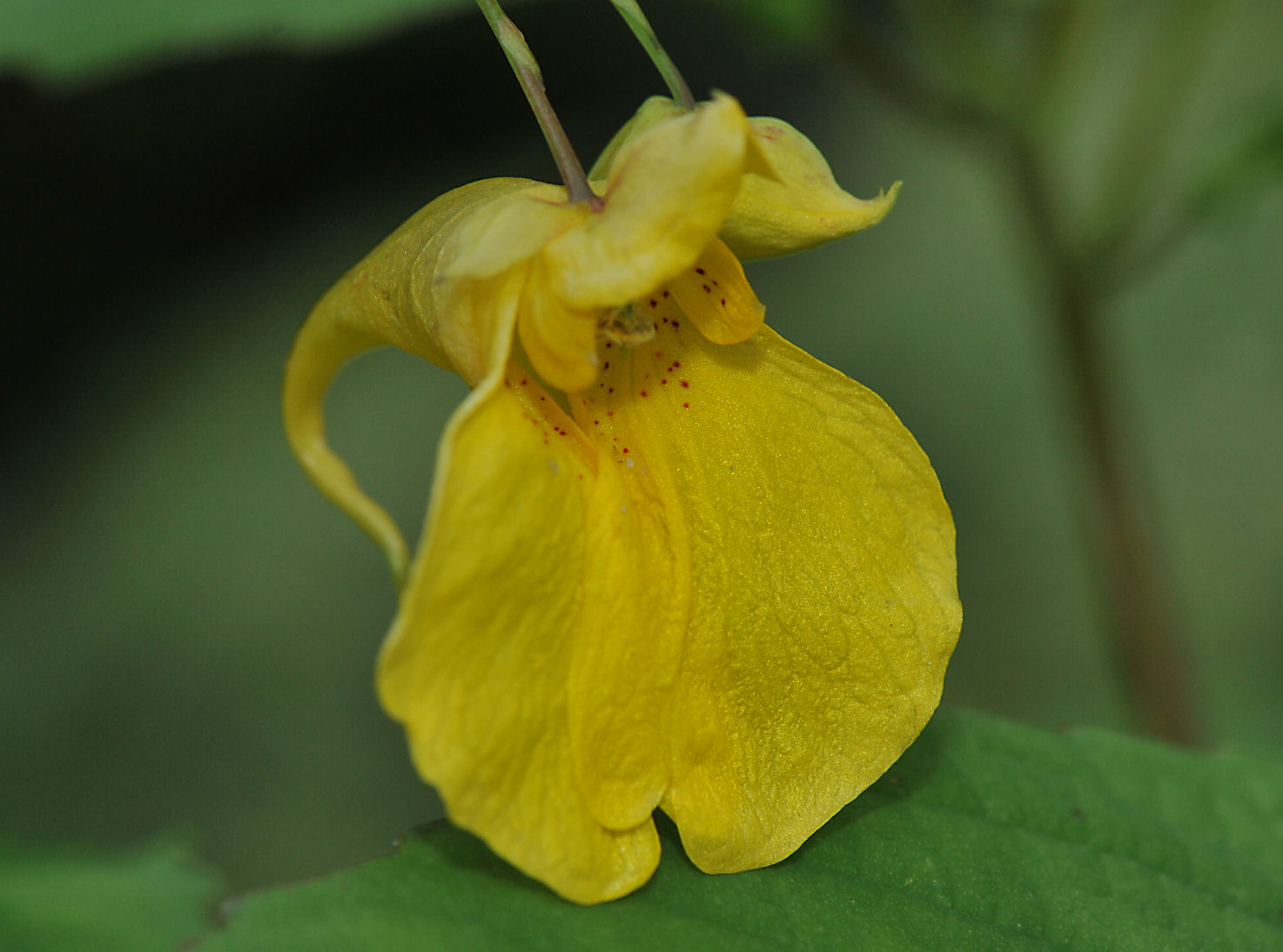 Springfrø (Impatiens noli-tangere)