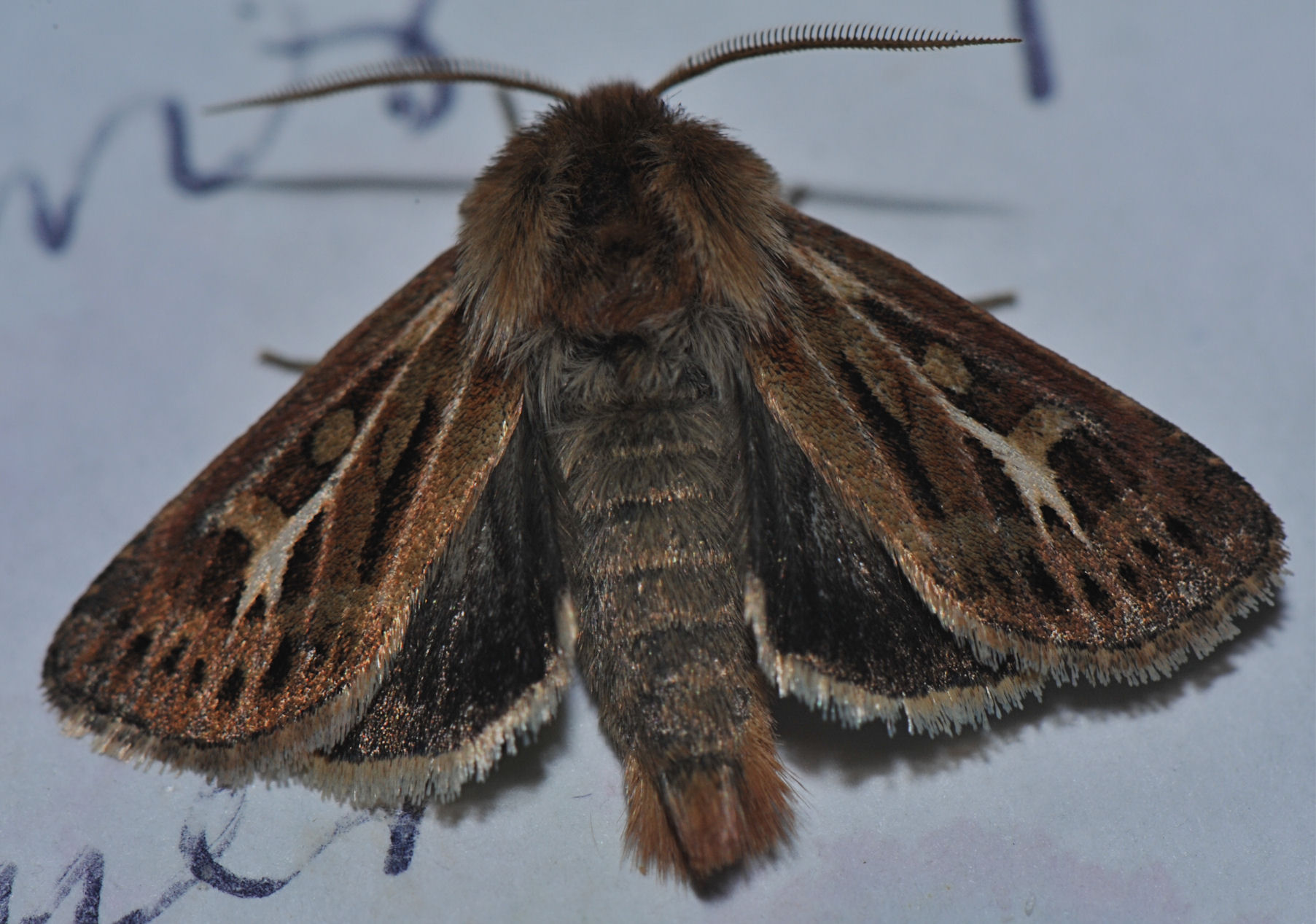 Gressmarkfly (Cerapteryx graminis)