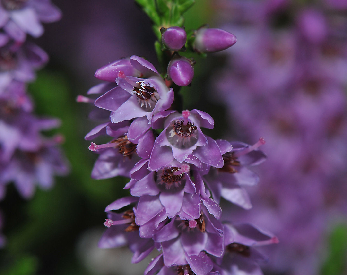 Røsslyng (Calluna vulgaris)