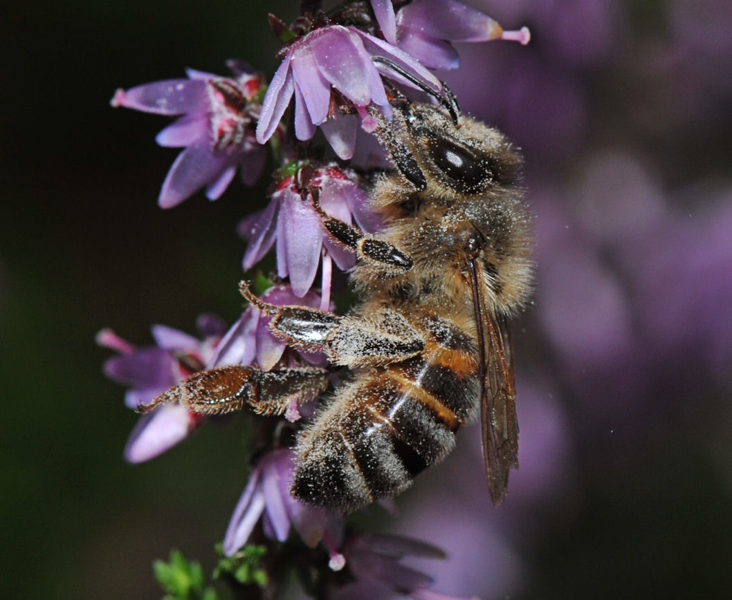 Honningbie (Apis mellifera)