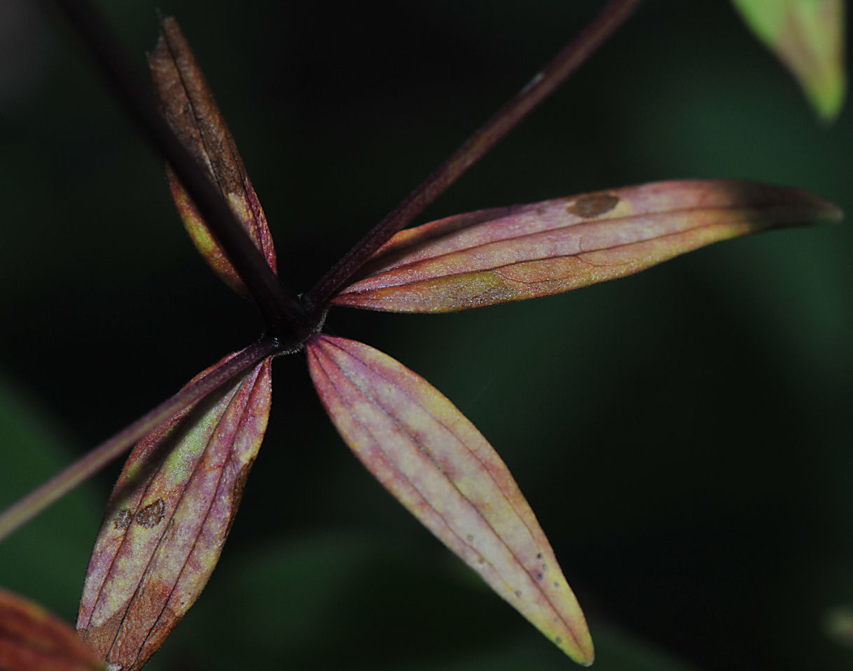 Hvitmaure (Galium boreale)