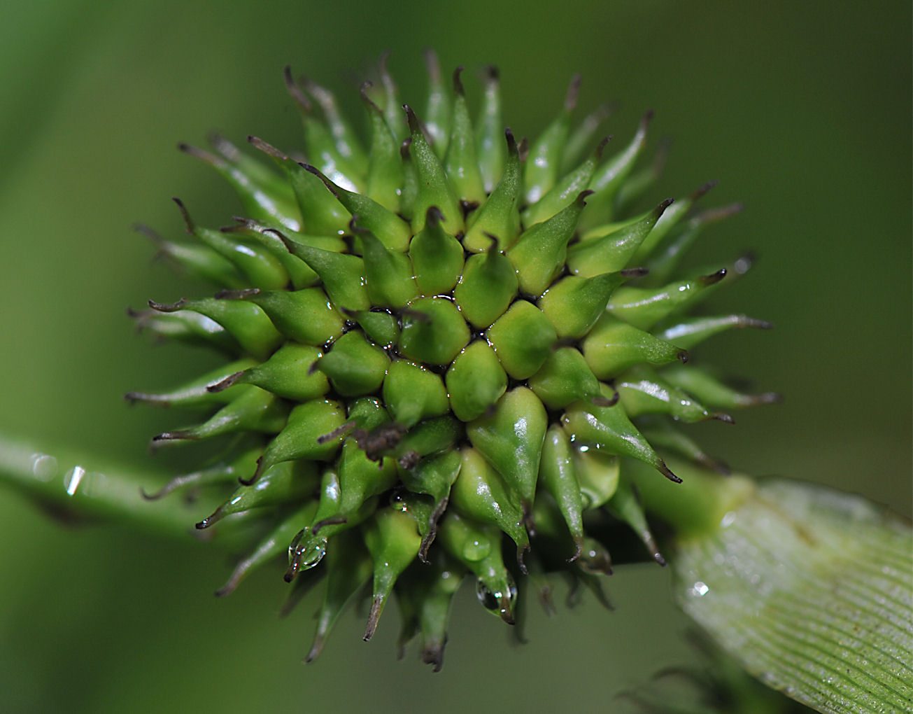 Kjempepiggknopp (Sparganium erectum)