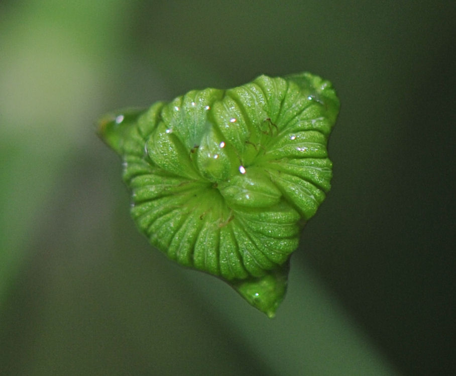 Vassgro (Alisma plantago-aquatica)