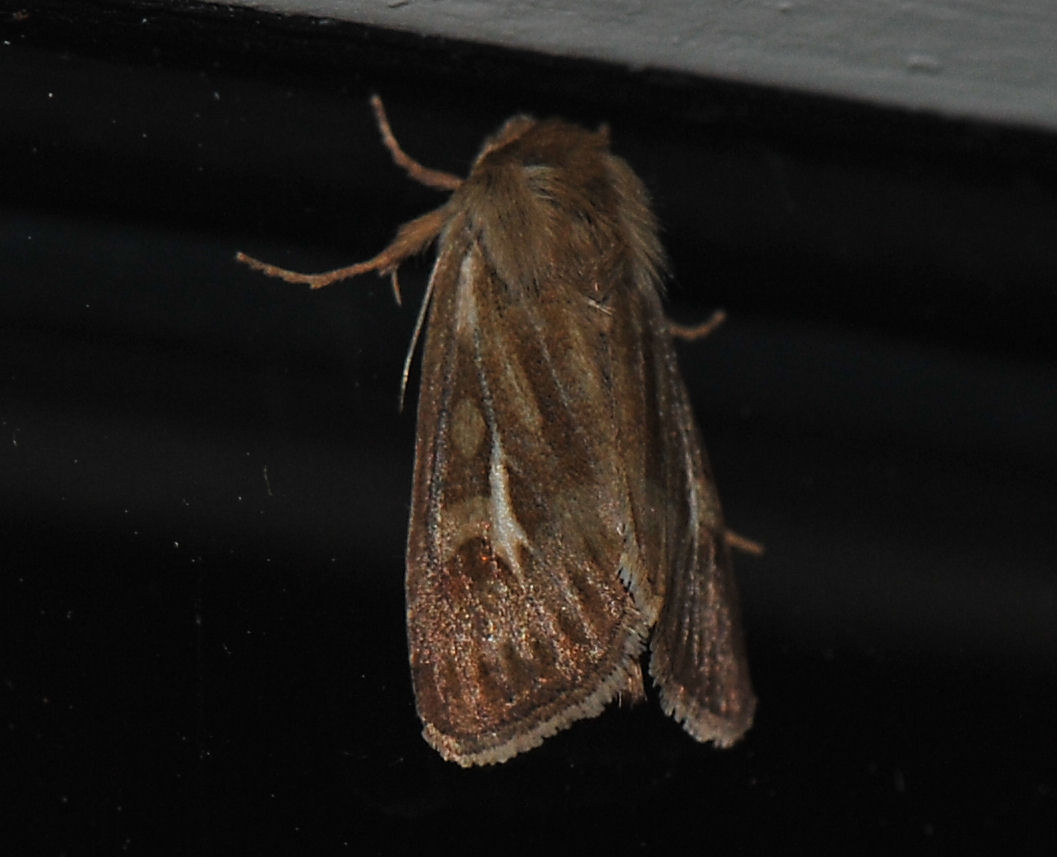 Gressmarkfly (Cerapteryx graminis)