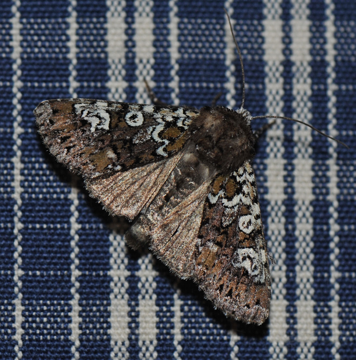 Flekkfly (Crypsedra gemmea)