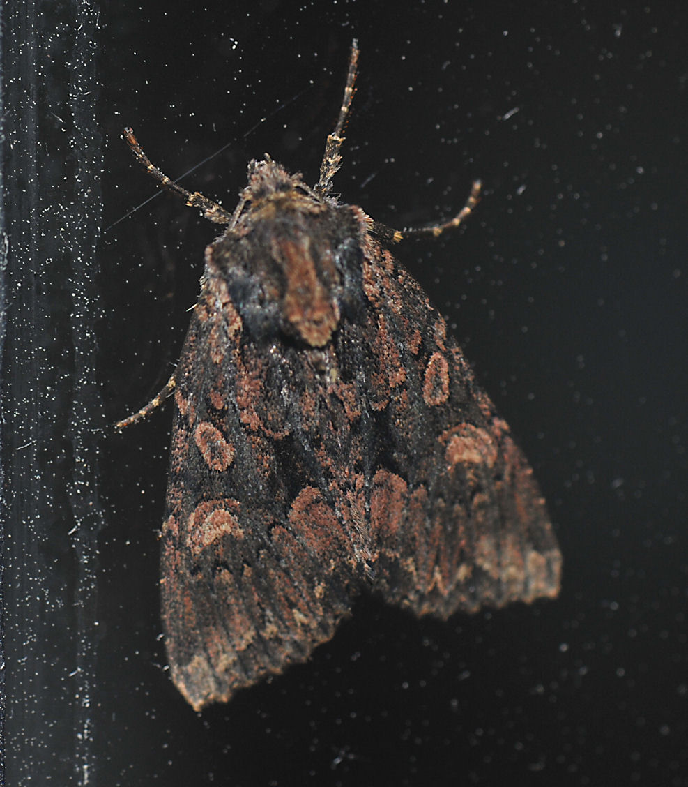 Høstlærfly (Mniotype satura)