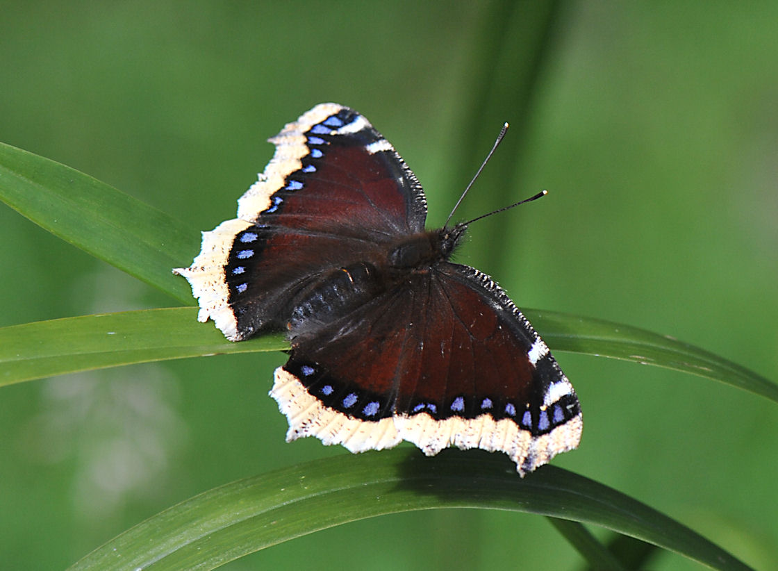 Sørgekåpe (Nymphalis antiopa)