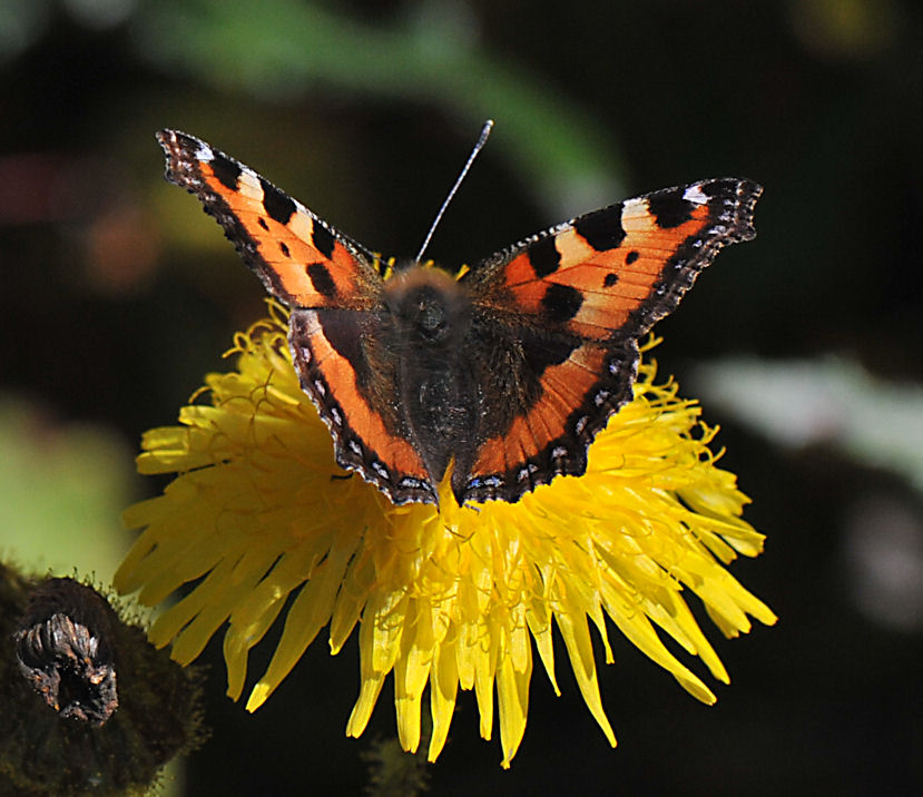 Neslesommerfugl (Aglais urticae)