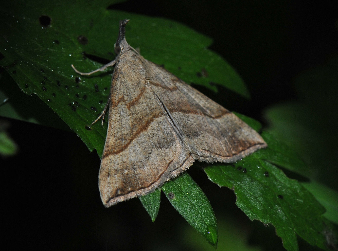 Neslenebbfly (Hypena proboscidalis)