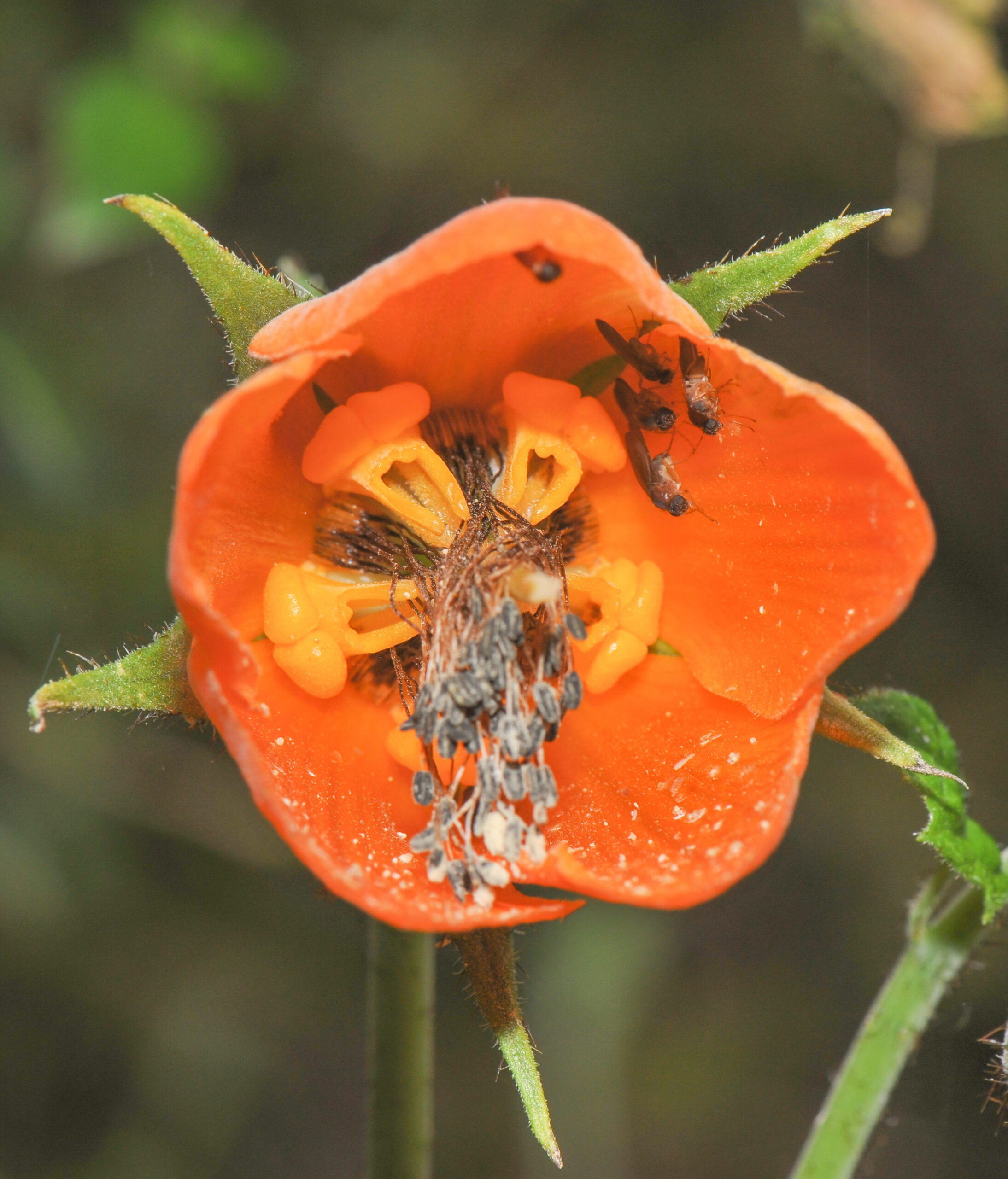Nasa grandiflora