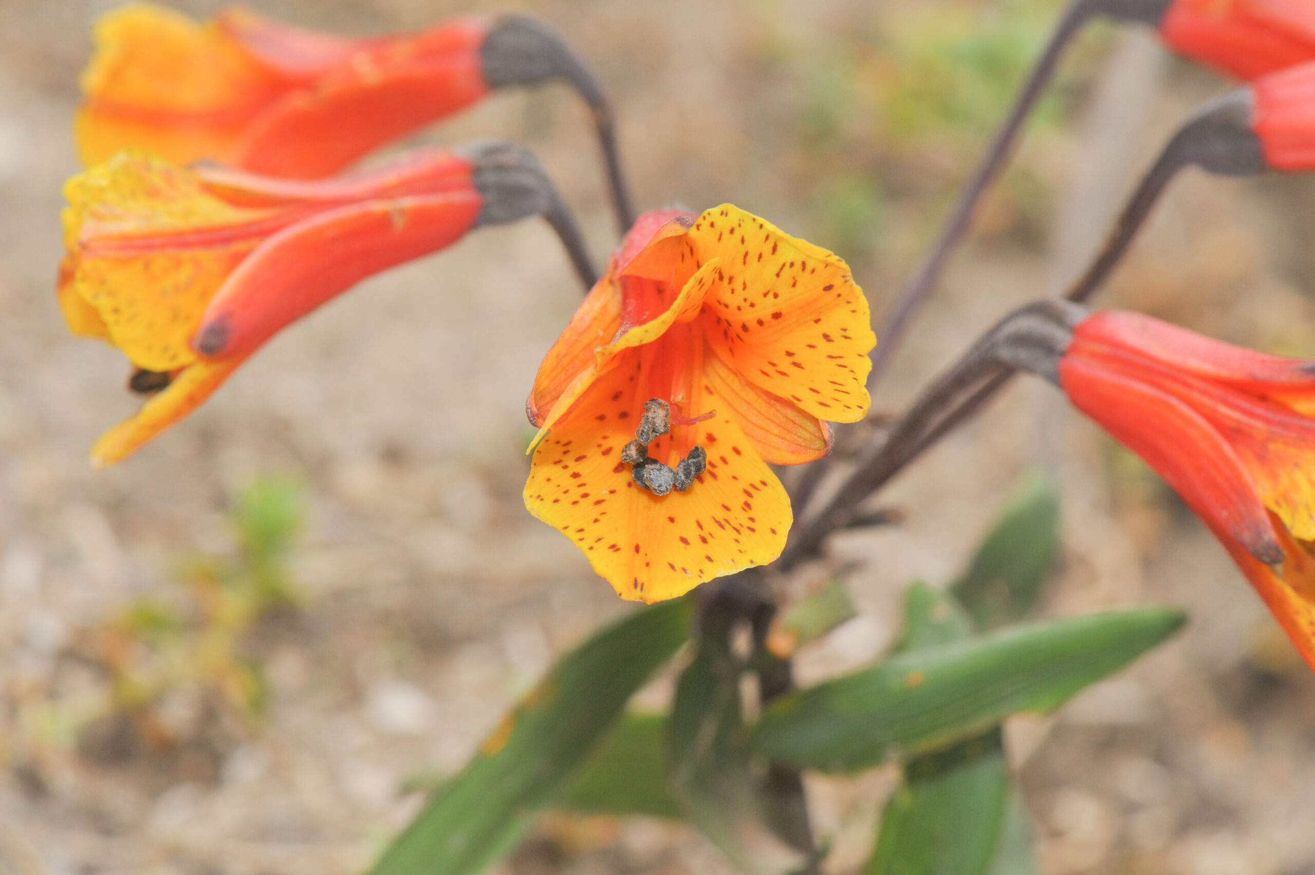 Bomarea multiflora