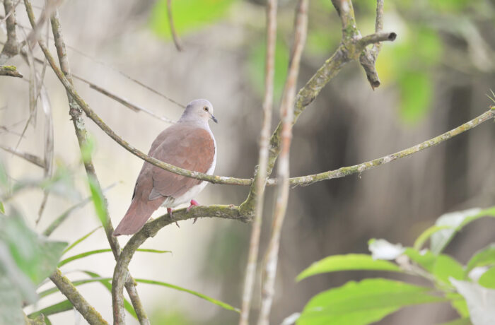 White-tipped Dove (Leptotila verreauxi)