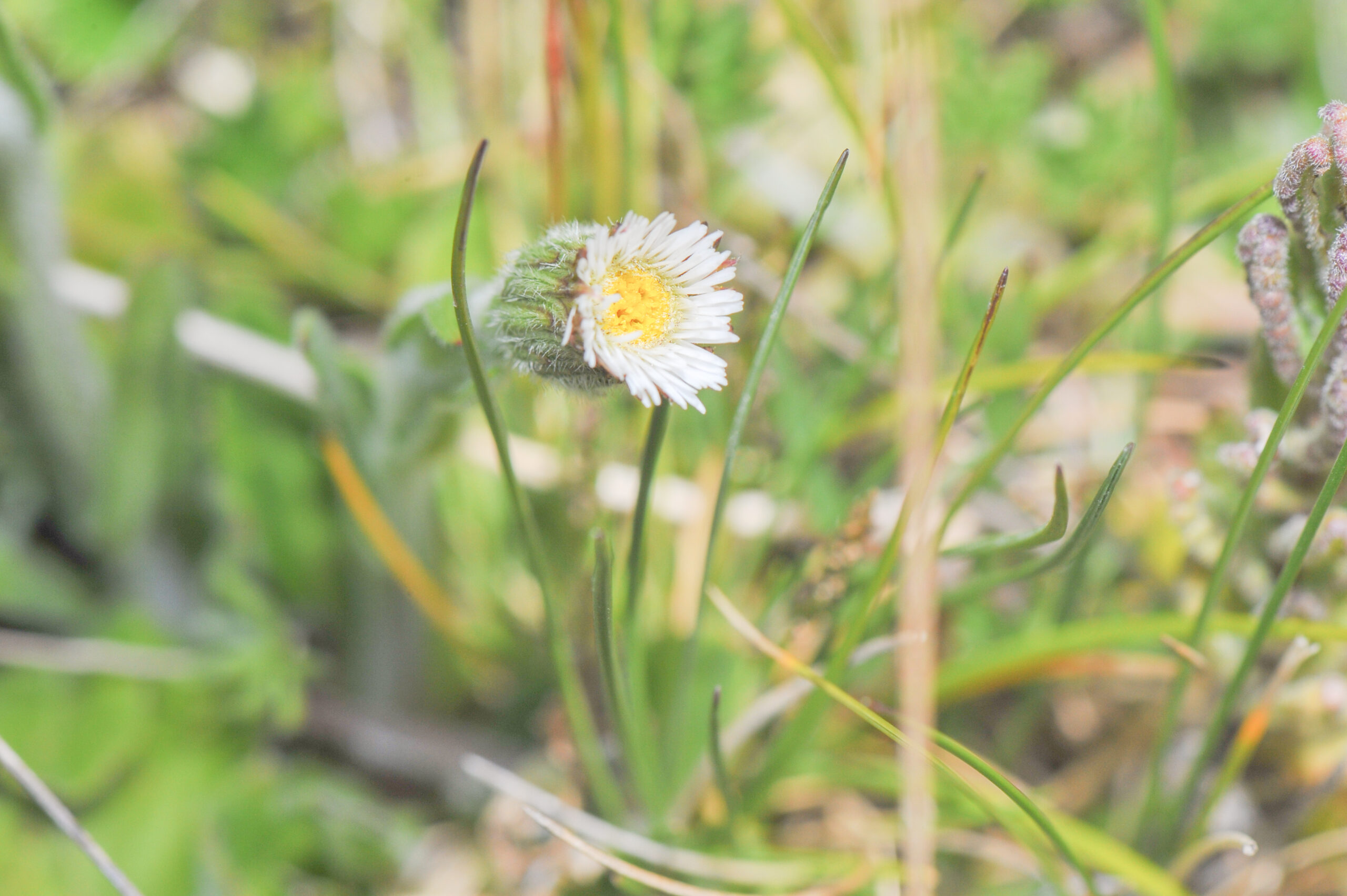 Antisana plant 01 (Asteraceae)