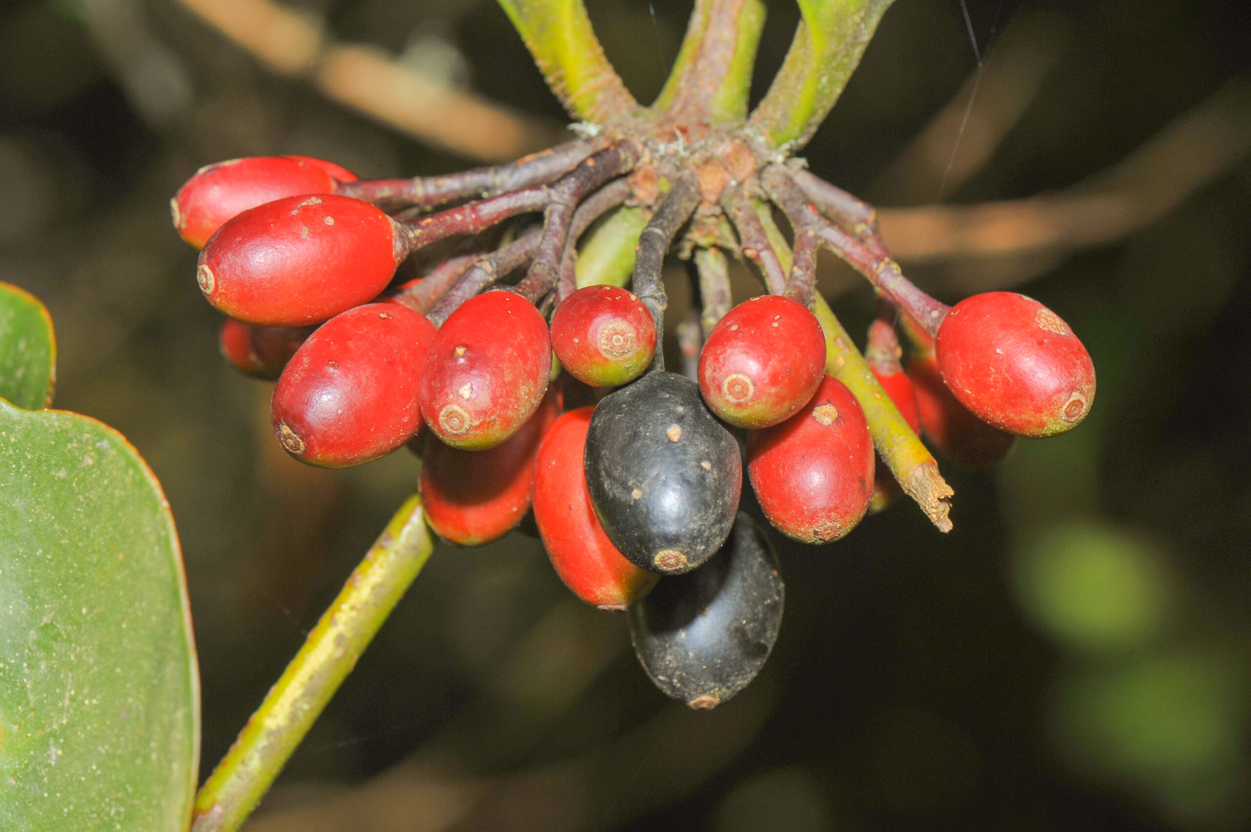 Aetanthus nodosus