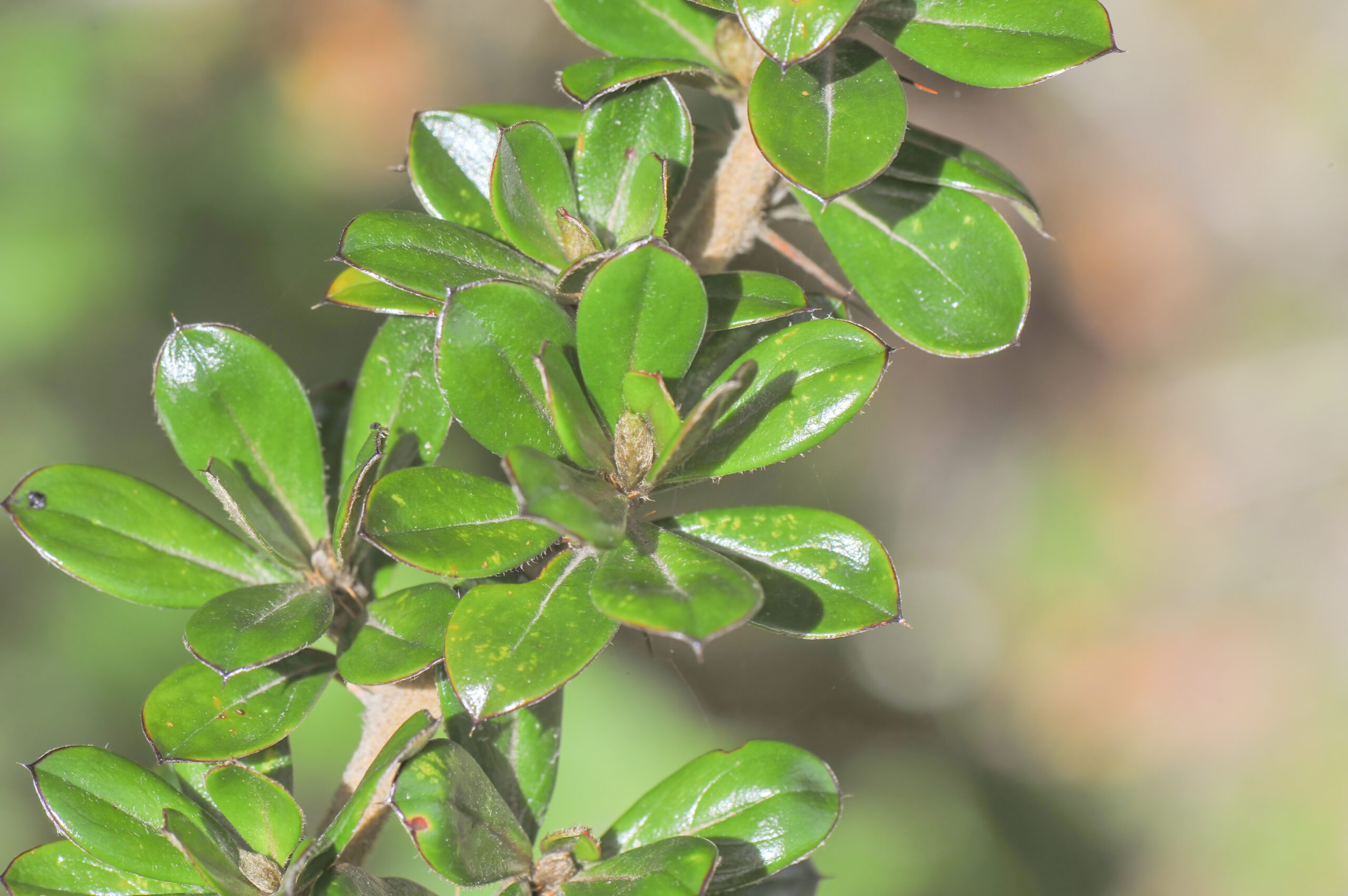 Barnadesia arborea