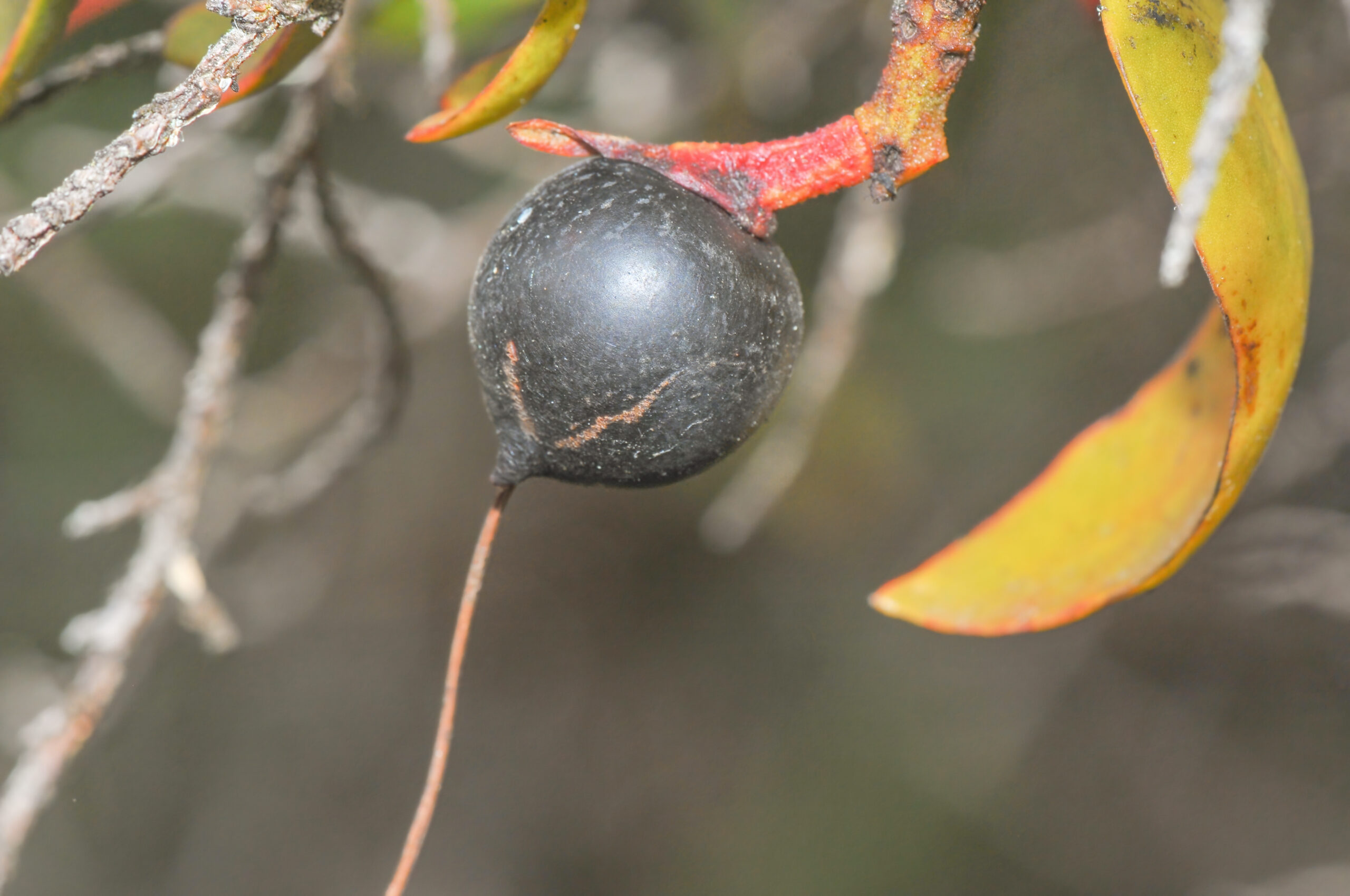 Tristerix longibracteata