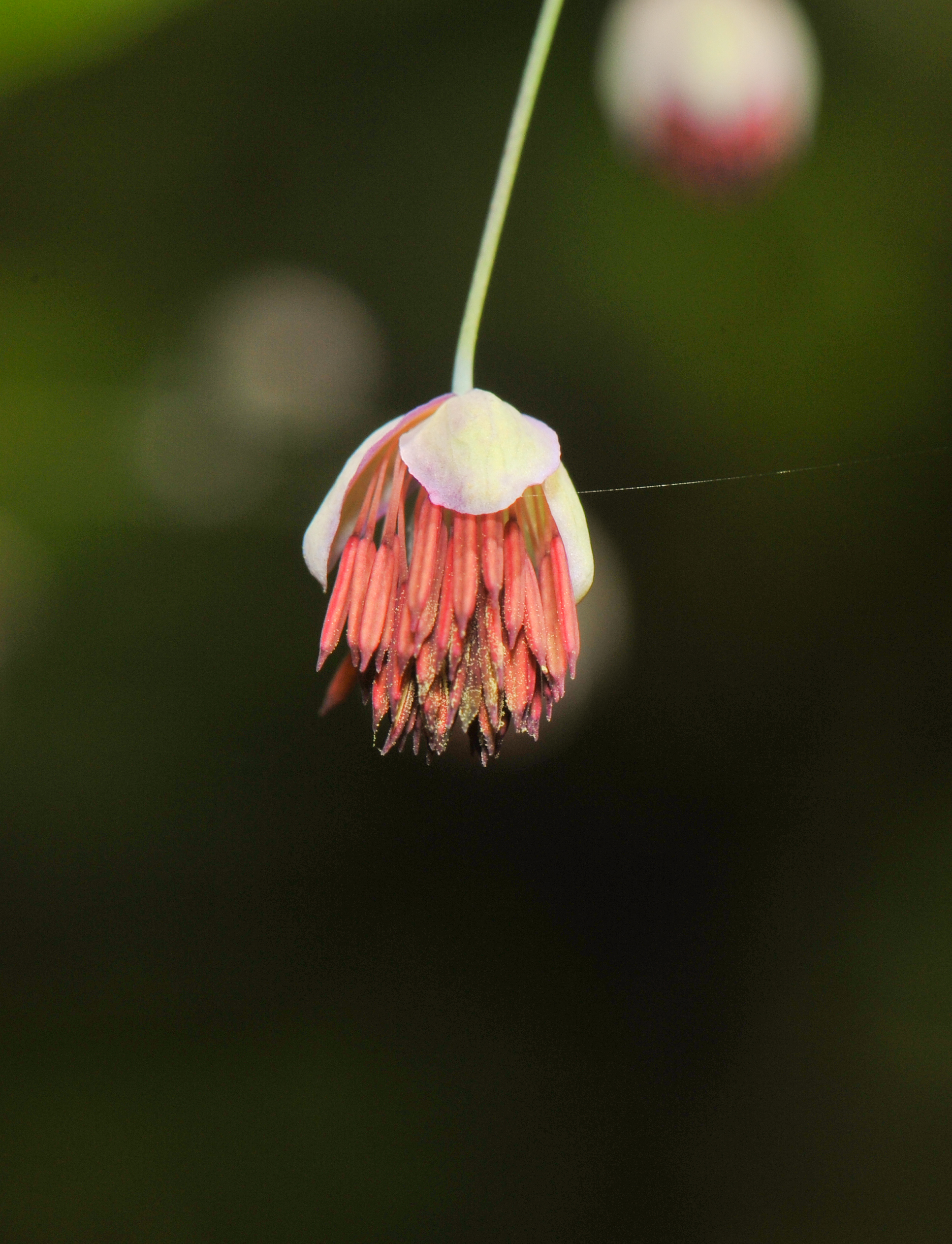 Thalictrum podocarpum