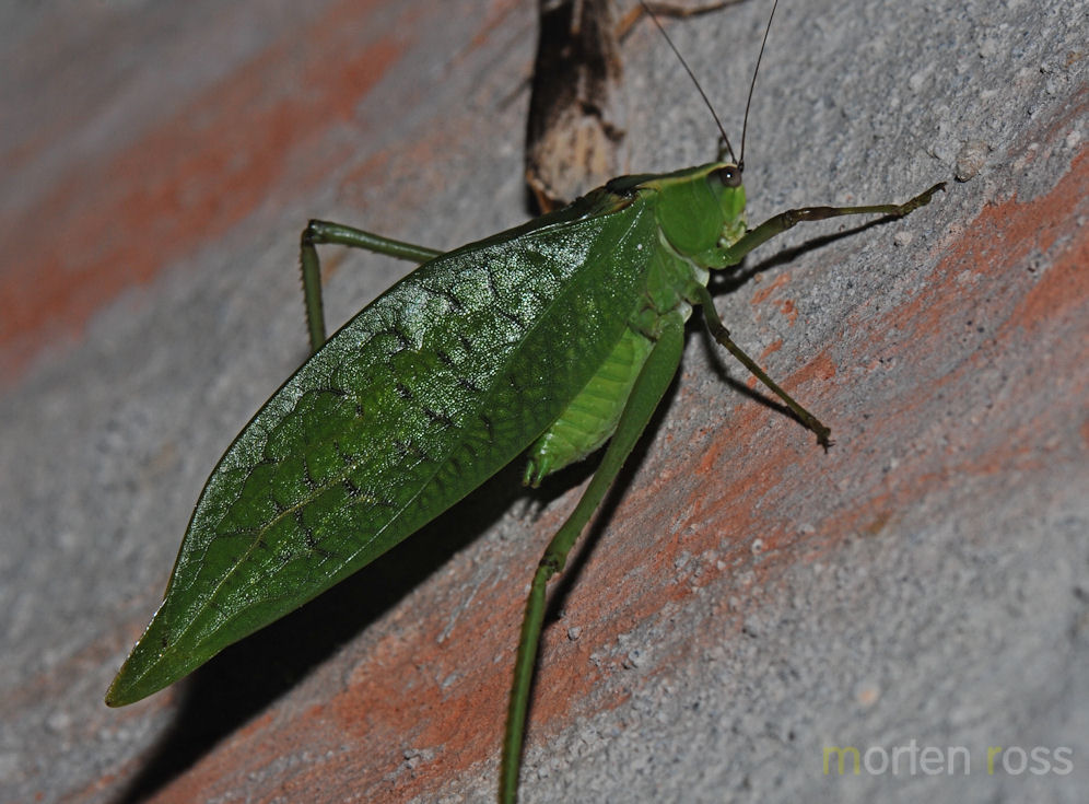 Tandayapa Bush-cricket 02 (Tettigoniidae)