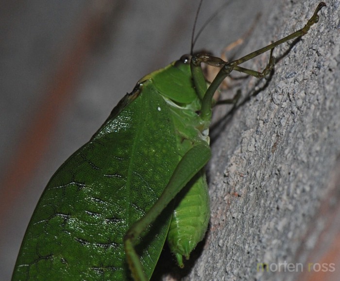 Tandayapa Bush-cricket 02…</p><hr class=