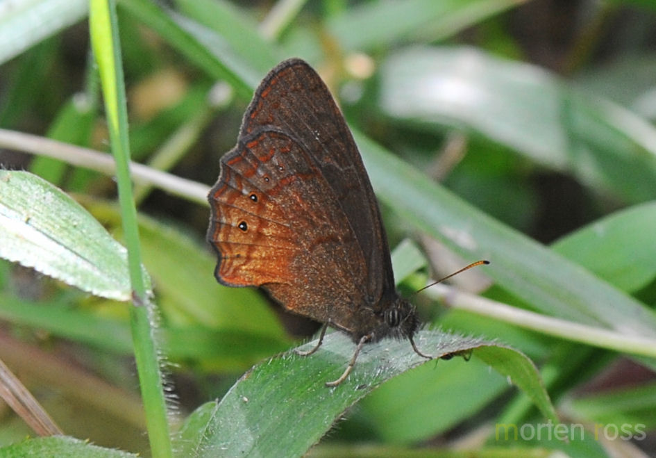 Bellavista Lepidoptera 03