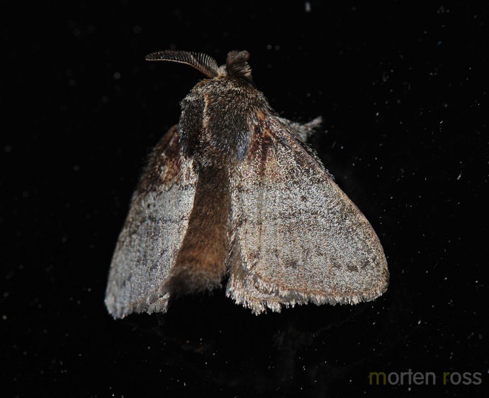 Tandayapa Lepidoptera 31