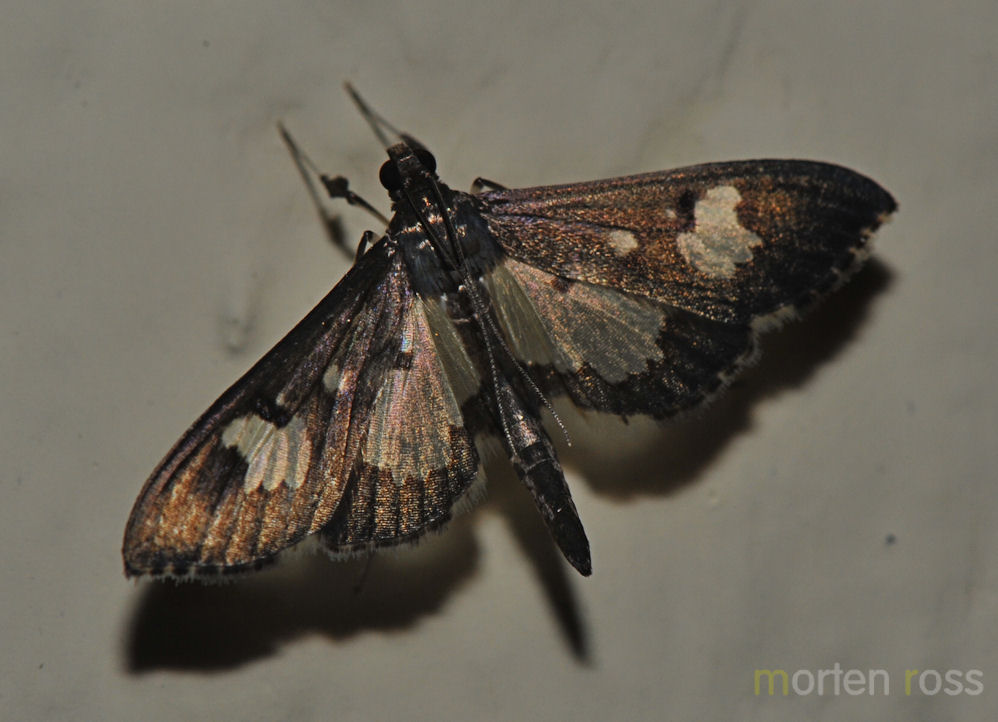 Tandayapa Lepidoptera 34