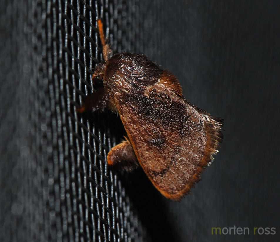 Tandayapa Lepidoptera 36