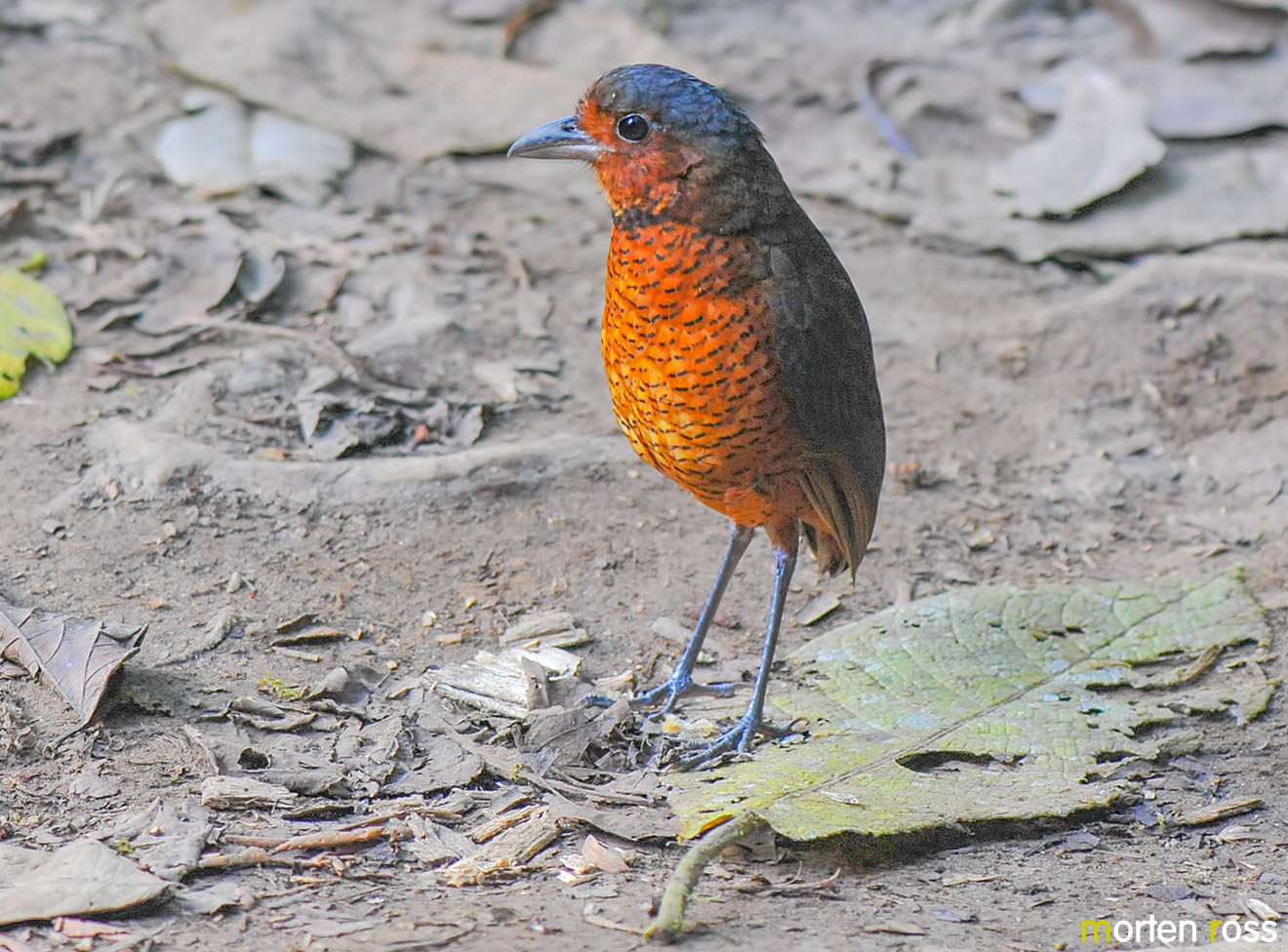 Giant Antpitta (Grallaria gigantea)