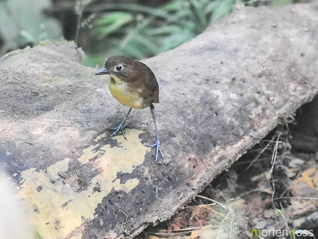 Yellow-breasted Antpitta (Grallaria flavotincta)