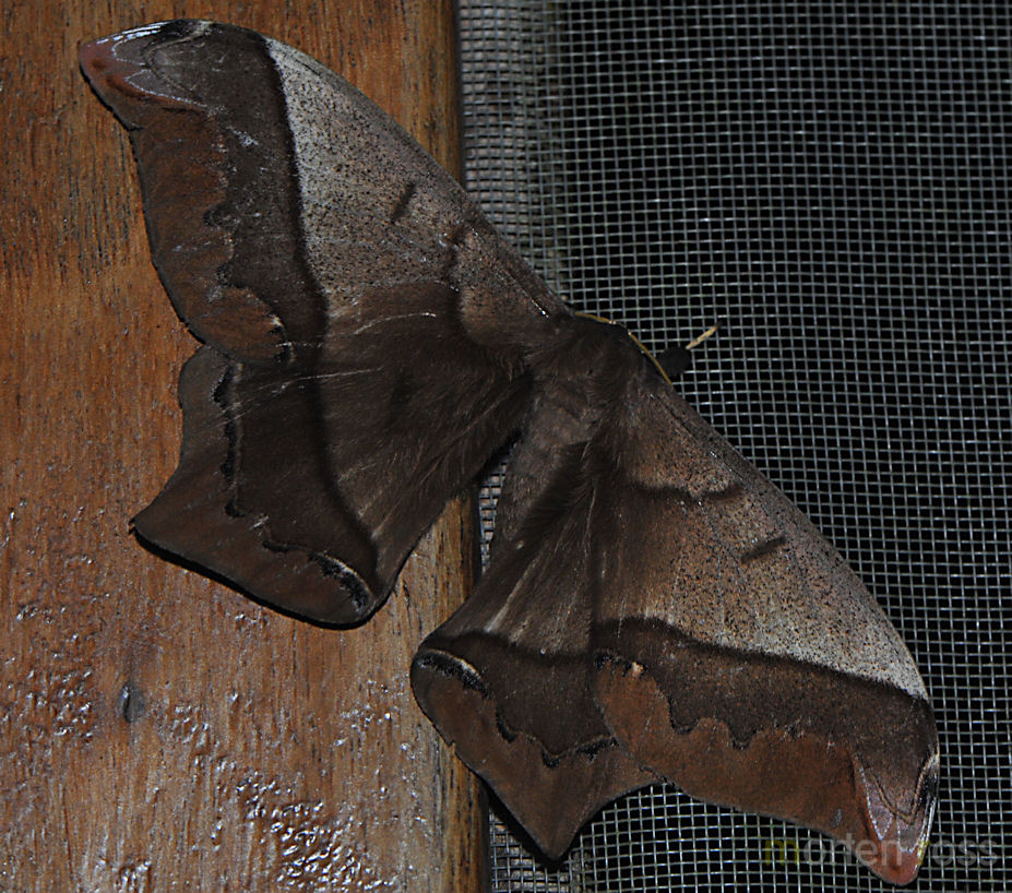 Tinalandia Leptidoptera 02