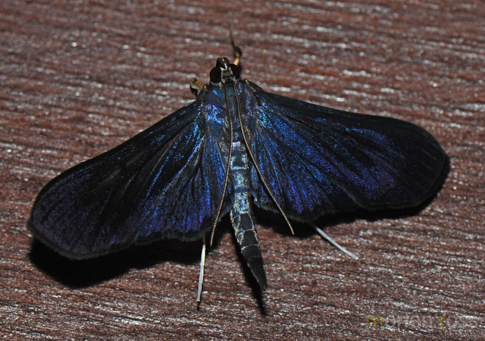Tinalandia Leptidoptera 03