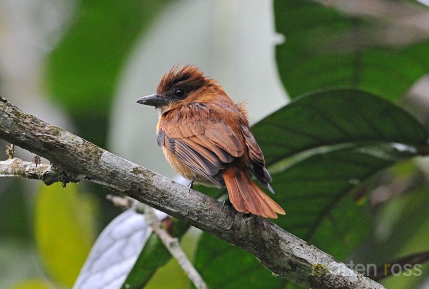 One-colored becard (Platypsaris validus)