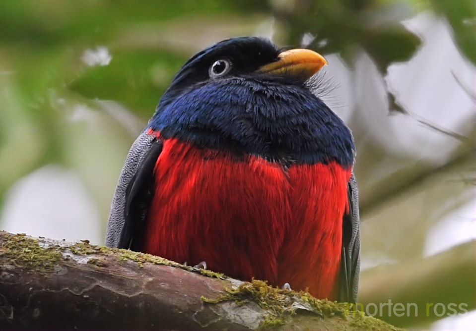 Choco Trogon (Trogon comptus)