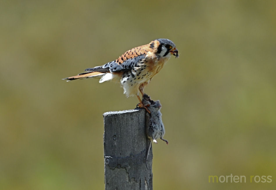 American Kestrel (Falco sparverius)