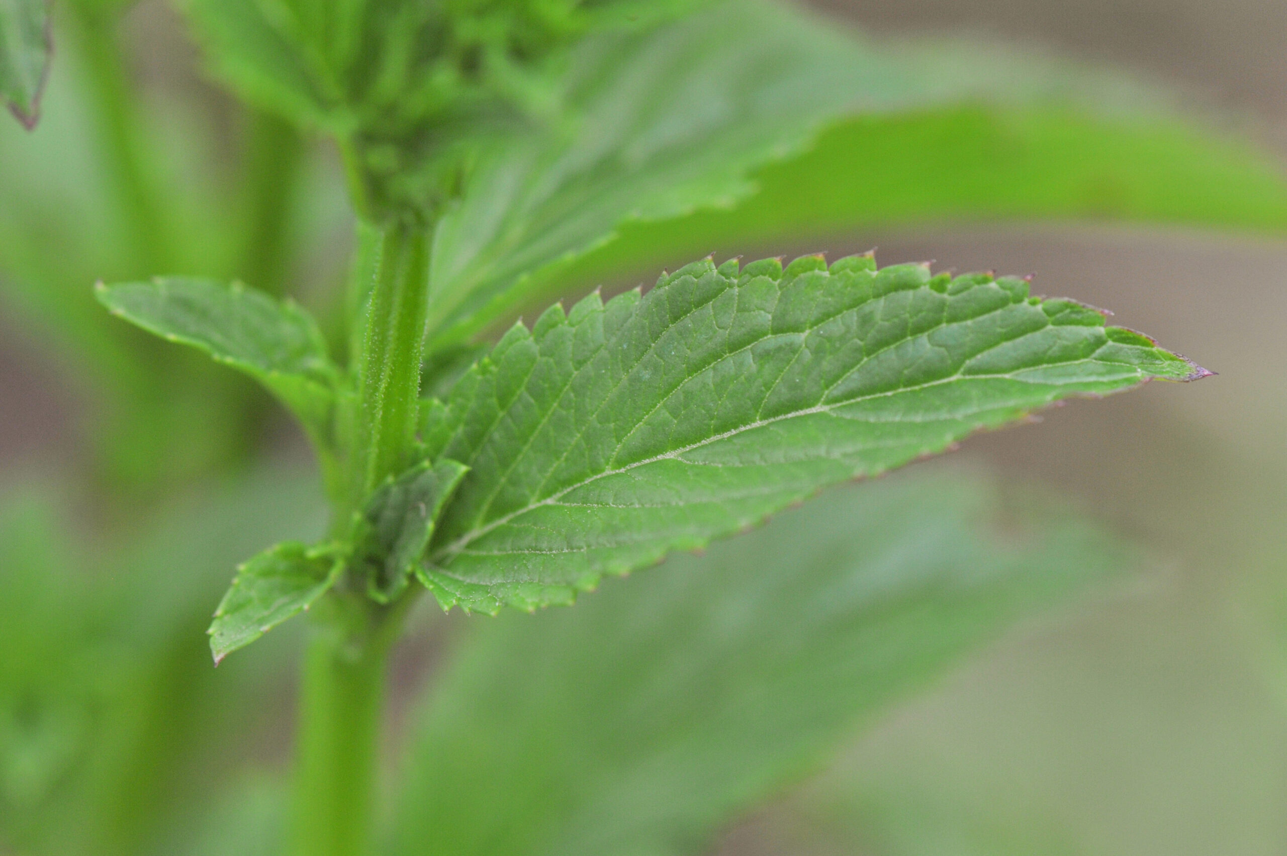 Alonsoa meridionalis