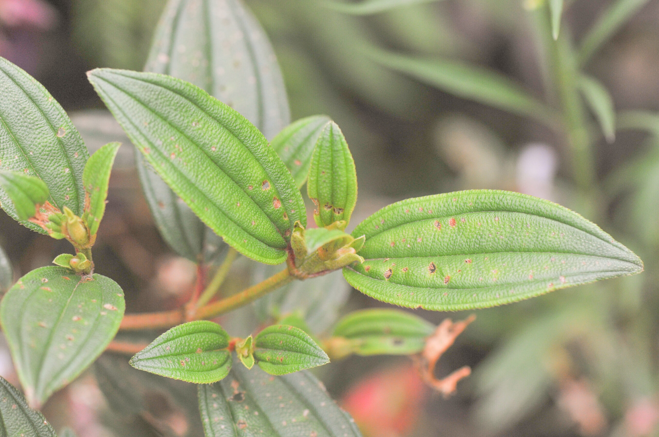 Tibouchina sp
