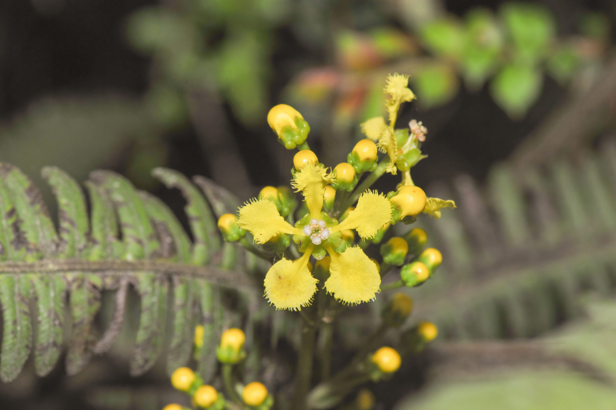 Banisteriopsis sp