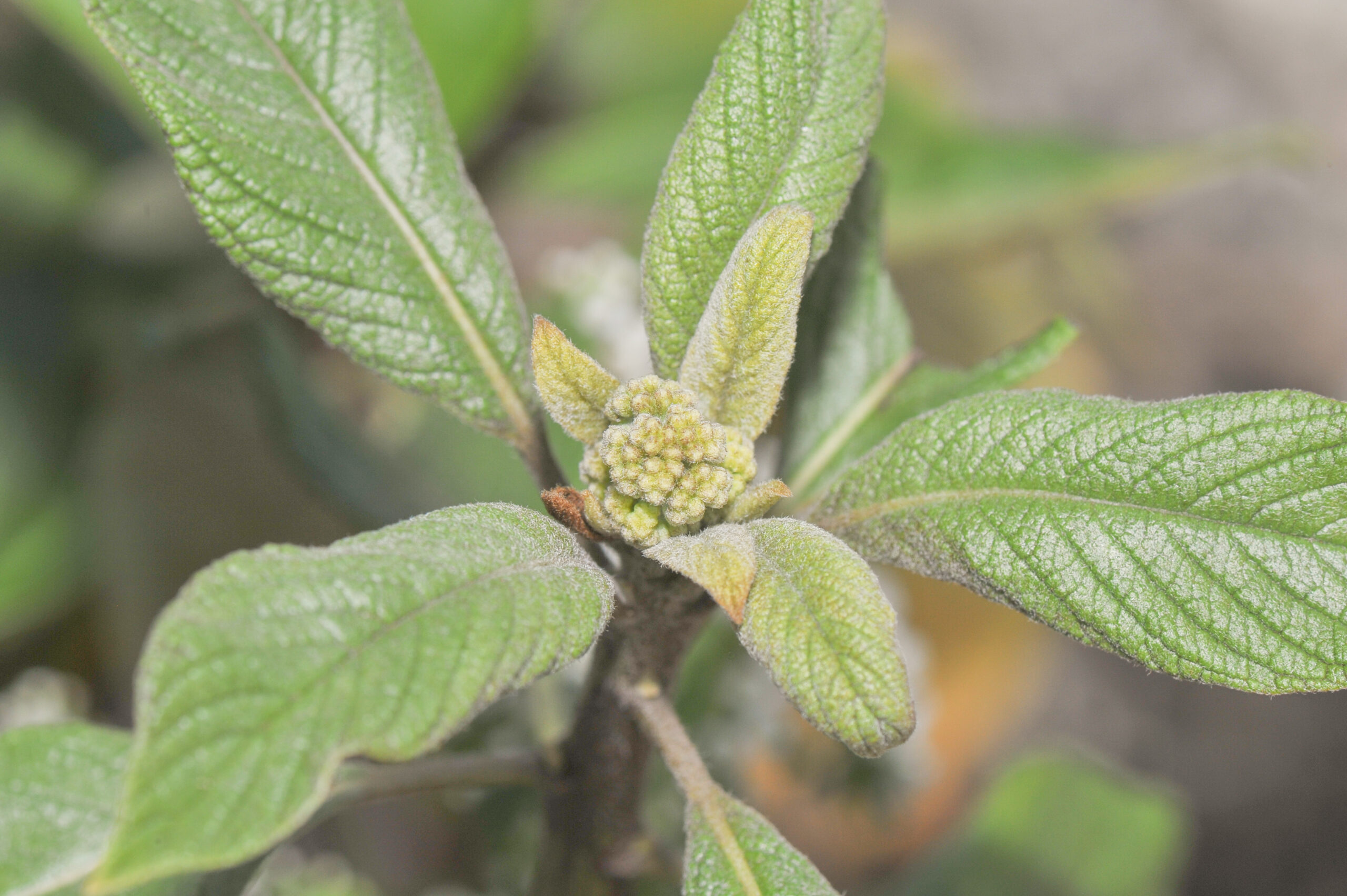 White-haired Tournefortia (Tournefortia pubescence)