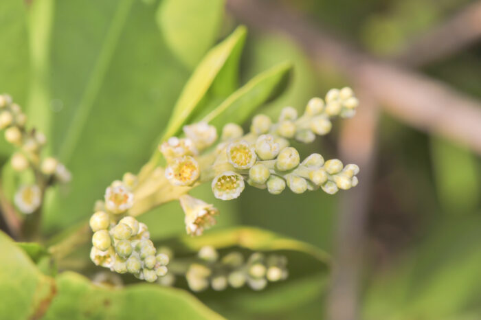 White mangrove…</p><hr class=