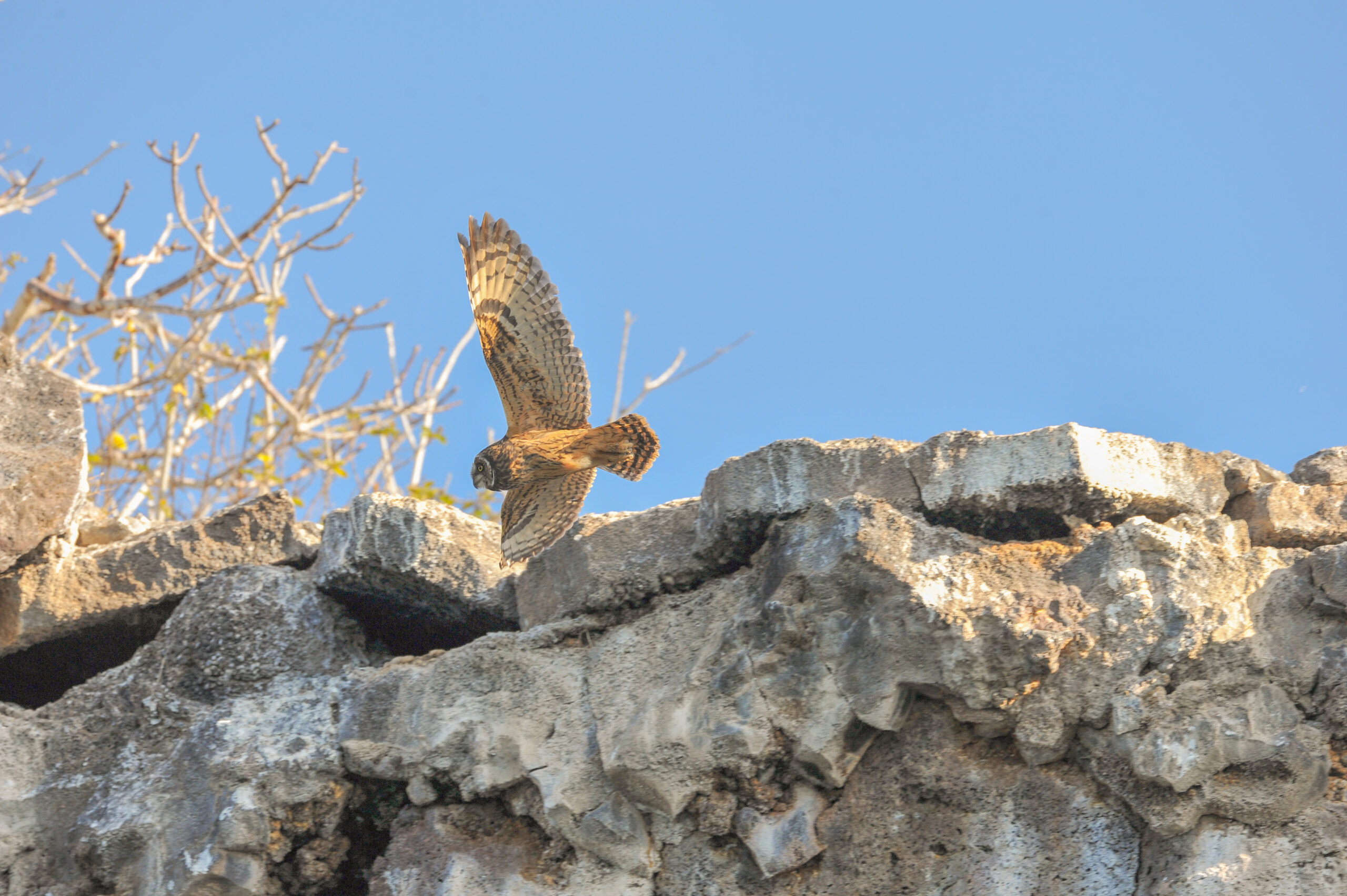 Galápagos Short-eared Owl (Asio flammeus galapagoensis)