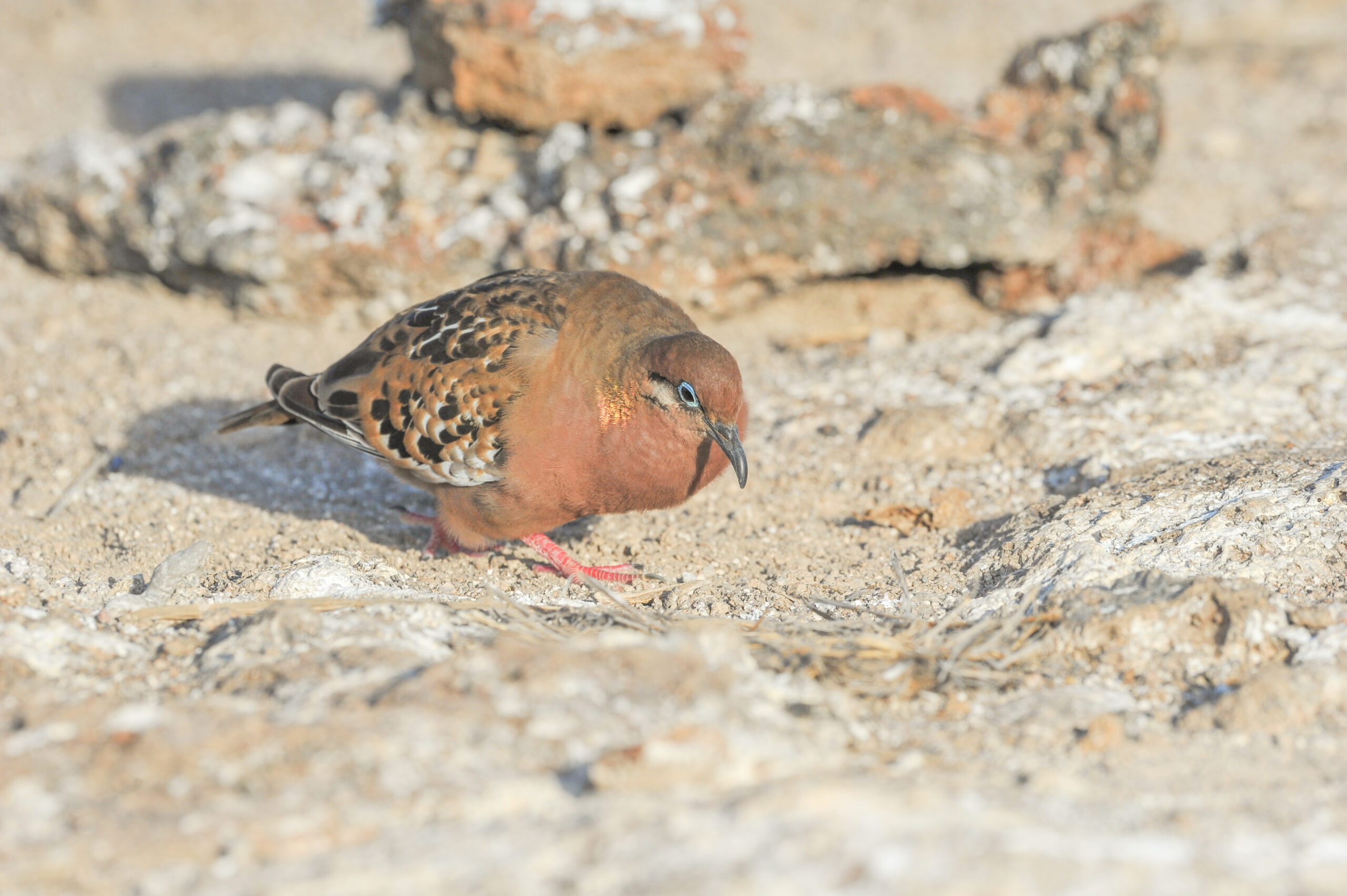 Galápagos Dove (Zenaida galapagoensis)