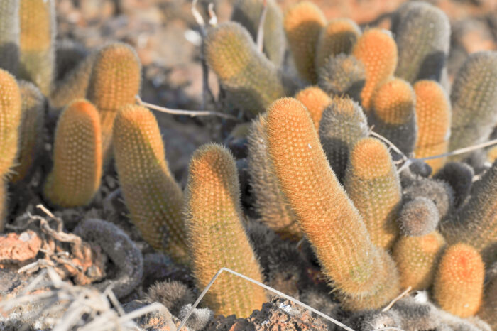 Lava cactus (Brachycereus nesioticus)