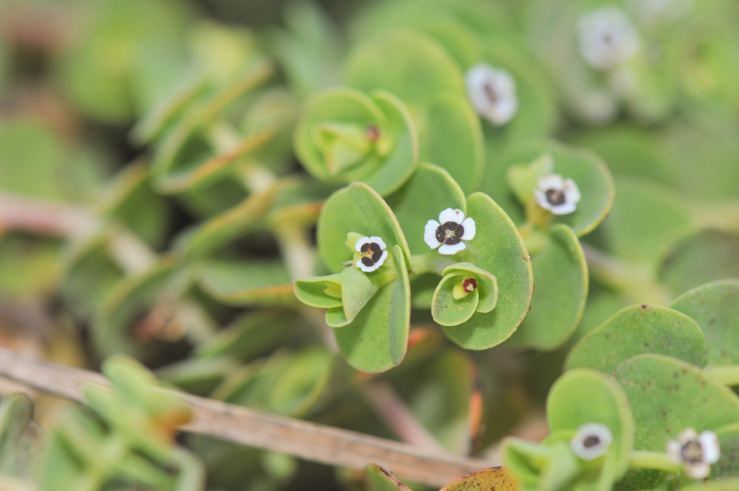 Galápagos spurge (Chamaesyce amplexicaulis)