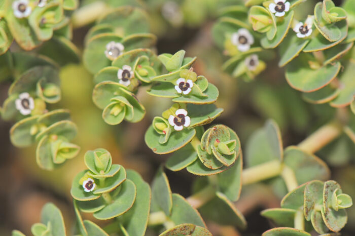 Galápagos spurge…</p><hr class=