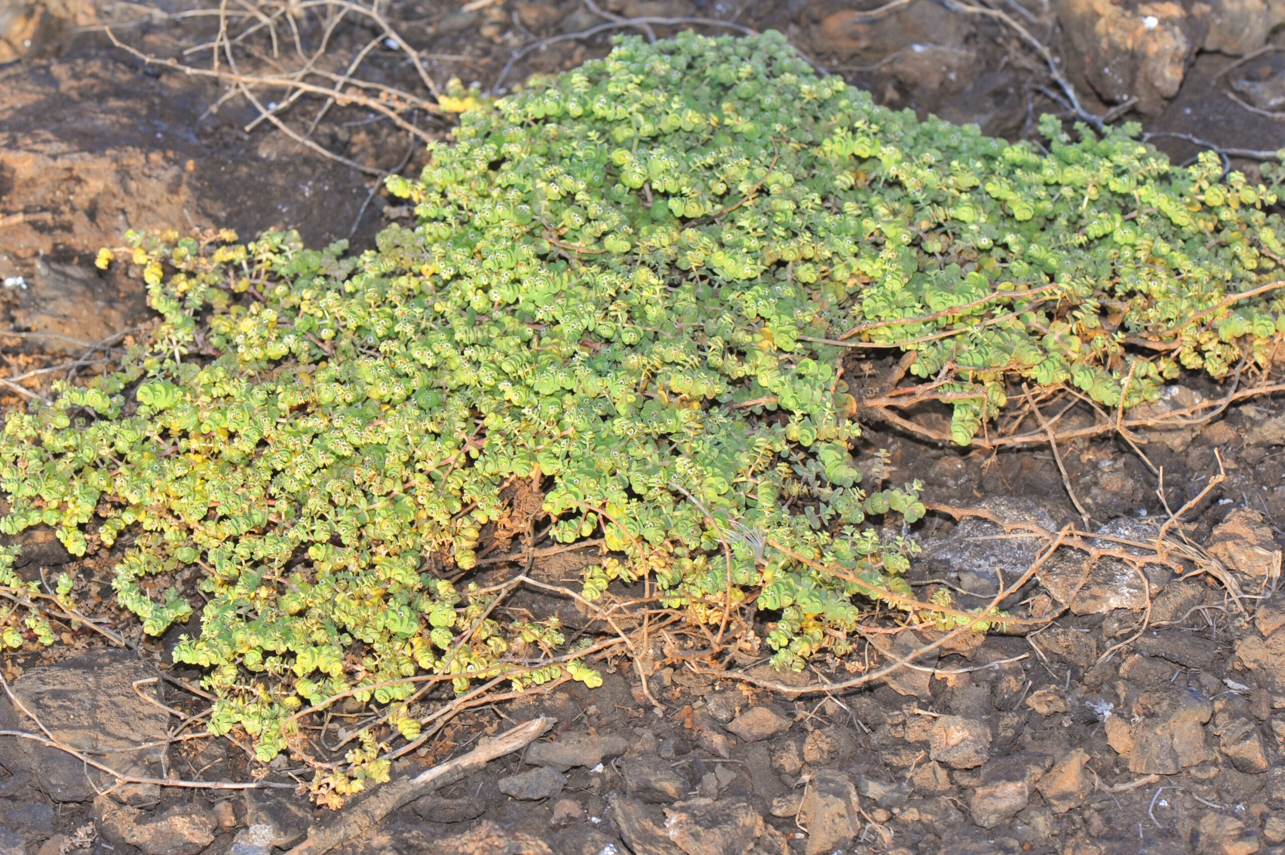 Chamaesyce amplexicaulis