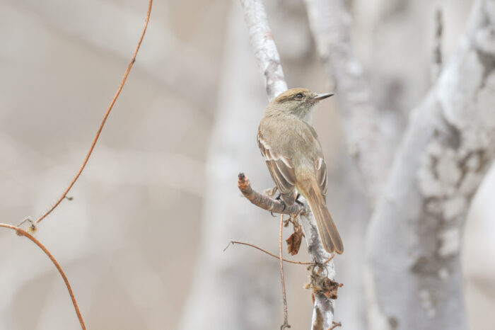 Galápagos Flycatcher (Myiarchus magnirostris)