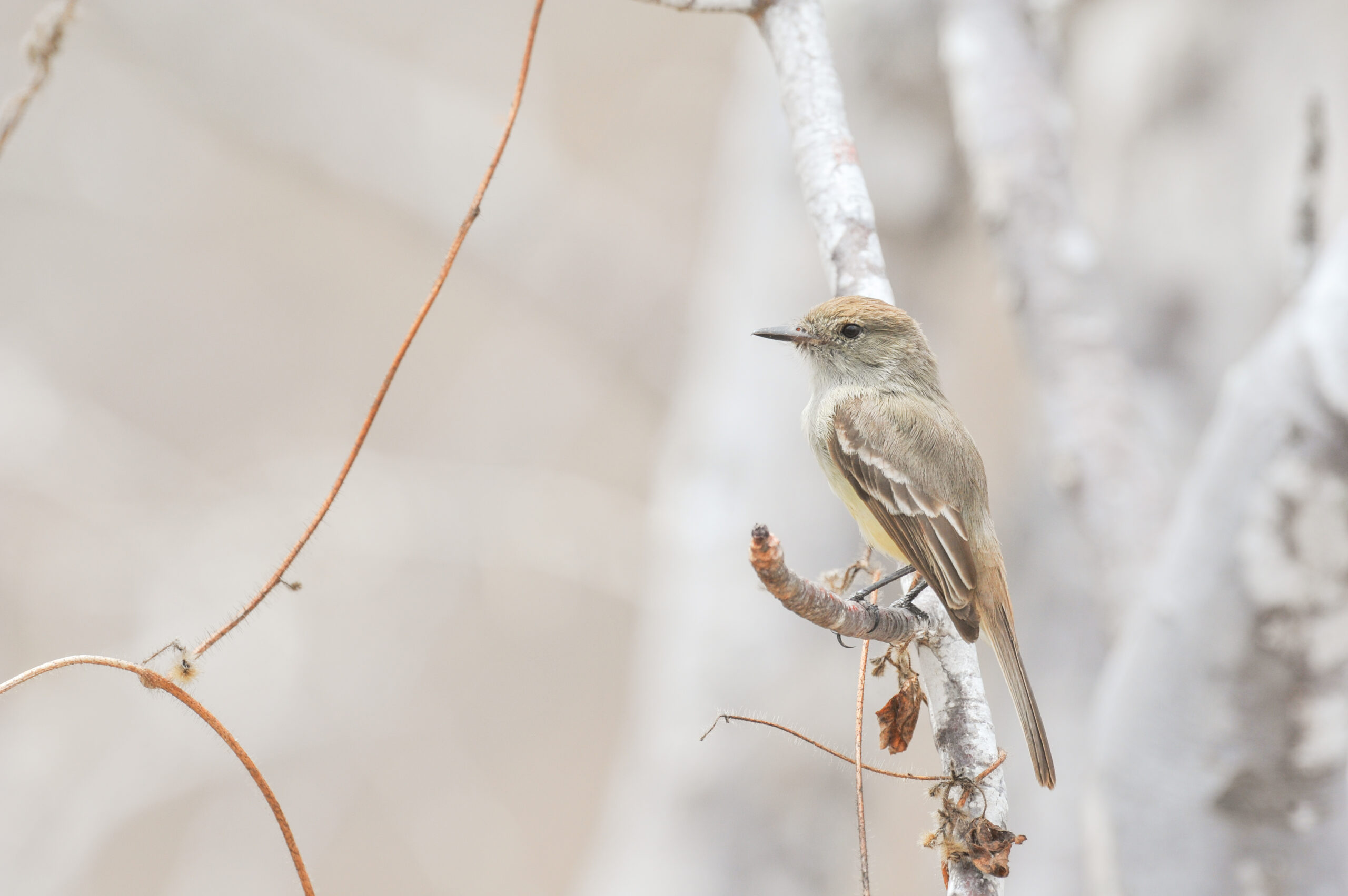Galápagos Flycatcher (Myiarchus magnirostris)
