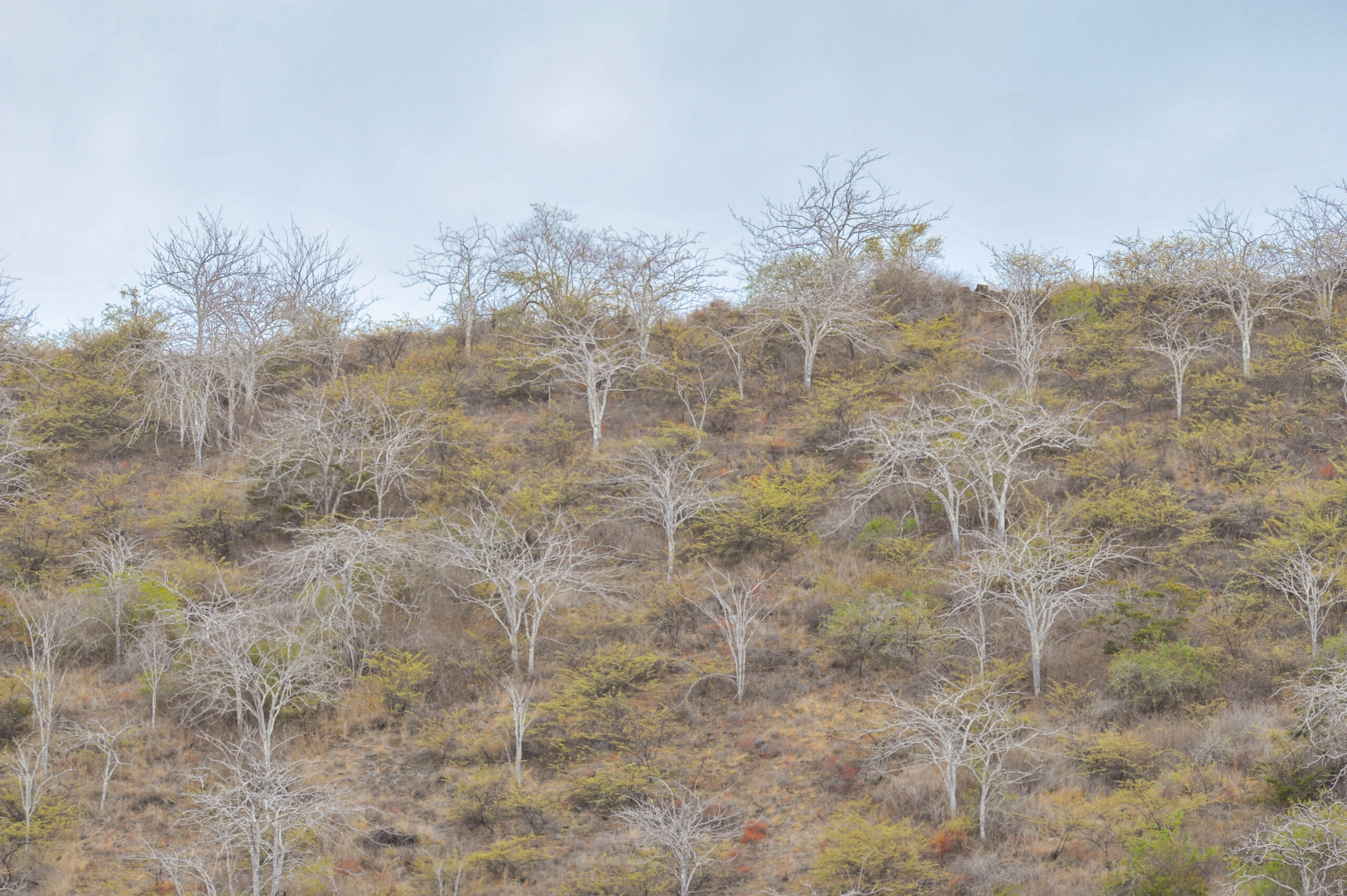 Palo Santo (Bursera graveolens)