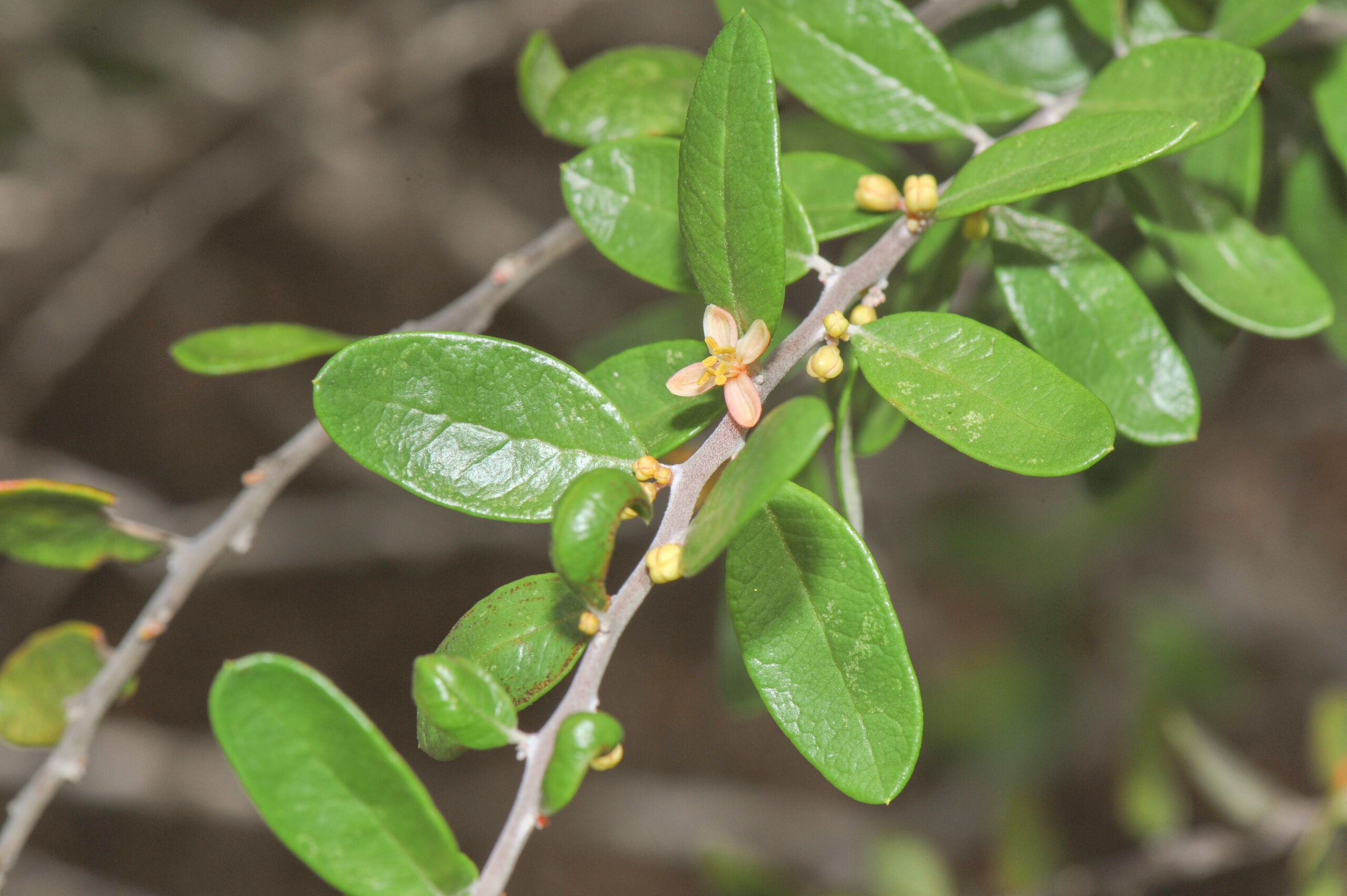 Galápagos bitterbush (Castela galapageia)