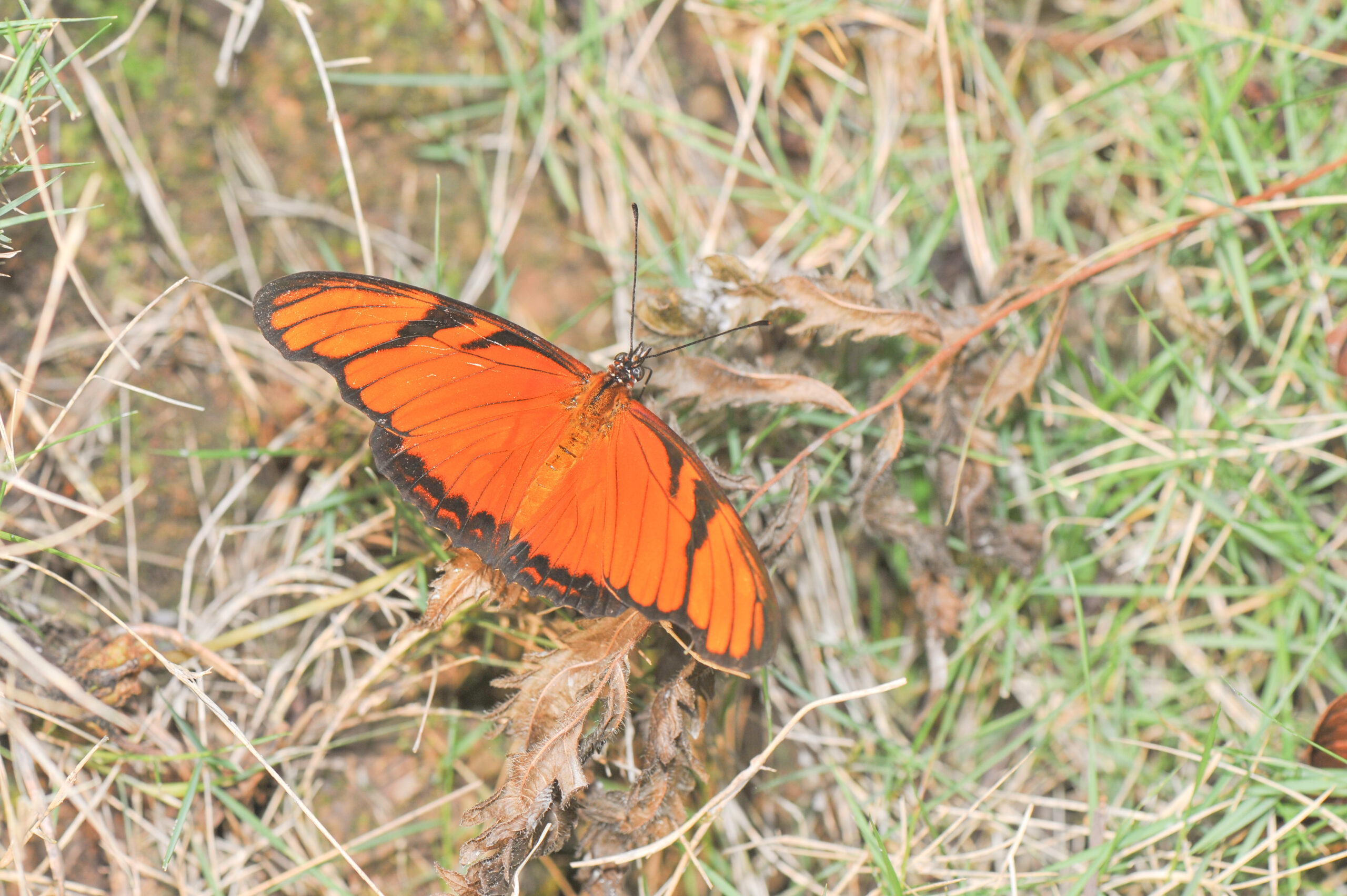 Juno Longwing (Dione juno)